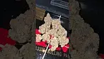 GREEN KARAT LOUD CAKE 29% THC.