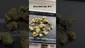 Video Thumbnail: LoudConnoisseur
