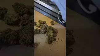 Sunfarms Medical cannabis