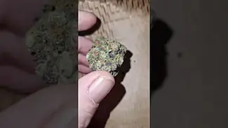 Scoops T24 By Upstate medical flower