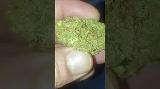 Jack Kush, (Jack Herrer x Master Kush),Good For My FND & Fibro