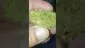 Video Thumbnail: Mayor Green