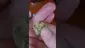 Video Thumbnail: Smacksalad