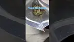 Vasco: Blue Lobster pack opening and weigh