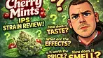 Cherry Mints by IPS Review  | Looks, Taste, Effects & Price (Medical Cannabis)