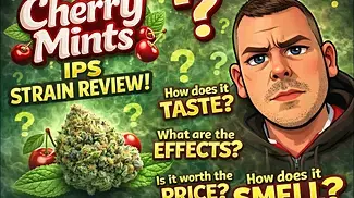 Cherry Mints by IPS Review  | Looks, Taste, Effects & Price (Medical Cannabis)