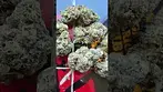 GREEN KARAT LONDON MARKER 27% THC