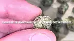 Find WPT Smalls T22 Wedding Pop Triangle - Medical Reviews #21