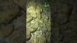 Candy or Crap ? Lot420 AAAA lemon cherry gelato T19, its sweet,cakey, great option to start the day