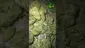 Video Thumbnail: VIP THC
