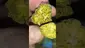 Video Thumbnail: THC Bunny