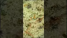 UK and Legal Video Thumbnail