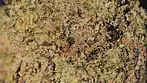 UK Medical Cannabis - Dalgety HSOR T25 - (Biscotti x Jet Fuel Gelato) Review 