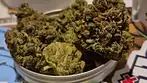Glass Pharms  lemon  diesel  19%thc  1% cbd  batch 2