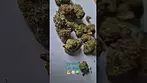 Curaleaf - L.A. Kush (UK Medical Cannabis Prescription)