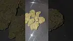 4C Labs DawgZilla UK Medical Flower First Impressions