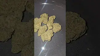 4C Labs DawgZilla UK Medical Flower First Impressions