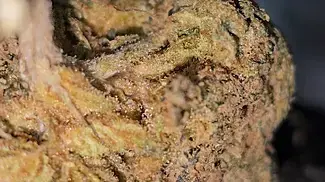 Aurora Pedanios - Frozen Lemon Haze T25 - TRICHOMES UP CLOSE - 2 weeks in my glass jar. 62% Boveda.