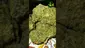 Video Thumbnail: VIP THC