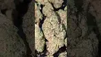UPSTATE MELLOWZ (UK PRESCRIPTION MEDICATION)