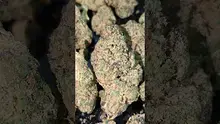 PrescribedBouquet Video Thumbnail
