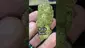 Video Thumbnail: THC Bunny