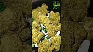 Peace Naturals - GMO Cookies T30 Indica Hybrid,i just cant make my mind up on this one 