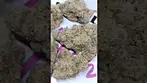 Tofino Ripper Cookies & Chem - review in description #ukmedicalcannabis #medicalcannabisuk