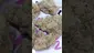 Video Thumbnail: HighThoughts Low Focus