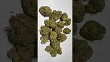 Strange Life 420 Video Thumbnail