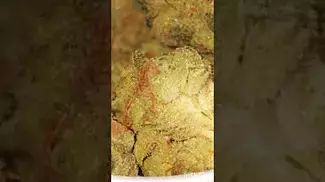 Green Kush T21 | Releaf | Glass Pharms #medicalcannabisuk #patienteducation