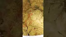 Cannamacist Video Thumbnail