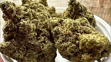 Medical Bud Reviews Video Thumbnail