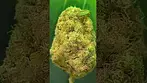 Platinum Garlic 26%of goodness,,,,, medical prescription cannabis patient.