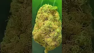 Platinum Garlic 26%of goodness,,,,, medical prescription cannabis patient.