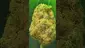 Video Thumbnail: THC Bunny