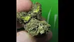 Alaskan Thunder 29%T by SNDL inc. packed by 4C Labs.... medical prescription cannabis.
