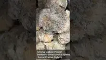 Adz Canna Video Thumbnail