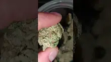 WestPacks420 Video Thumbnail