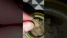 WestPacks420 Video Thumbnail