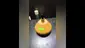 Video Thumbnail: THC Bunny