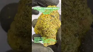 Seed Junky: Permanent Marker (A closer look & Terp breakdown)