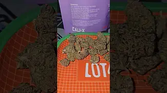Cali-X Gelato 41 UK Medical Flower First Impressions