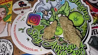 Clearleaf T21 Gelato Dream  20% THC 1%CBD