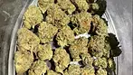 Aurora T31 Chemango kush REVIEW