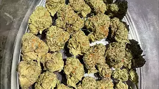 Aurora T31 Chemango kush REVIEW