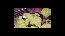 Medical 420 Video Thumbnail
