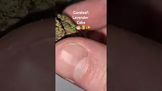 Curaleaf - Lavender Cake (UK Medical Cannabis Prescription)