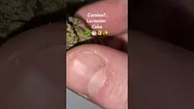 ScottiDunCanna Video Thumbnail
