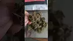 Upstate T22 Full Gas ukmedicalcannabis painrelief medical cannabiseducation plantmedicine